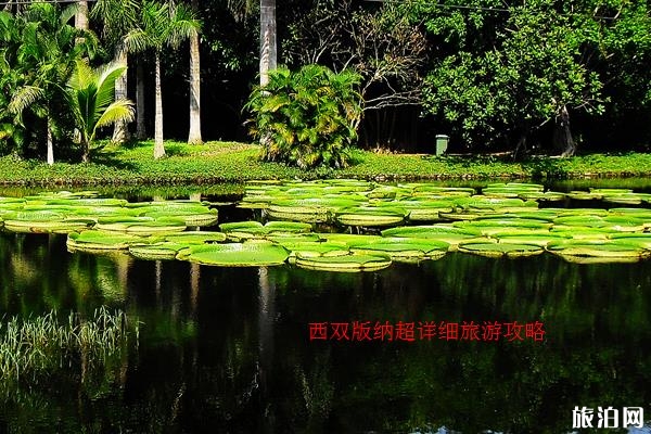 西雙版納旅游攻略(景點+交通+美食+注意事項)