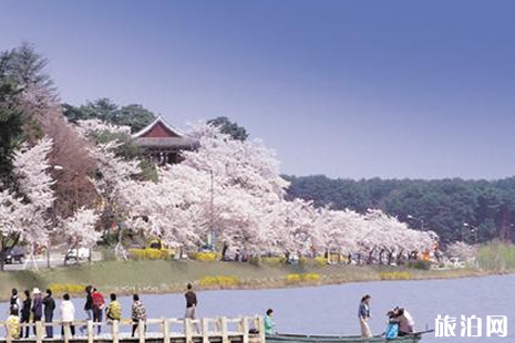 2019韓國(guó)櫻花開(kāi)放時(shí)間 2019韓國(guó)櫻花觀賞地點(diǎn)推薦（京畿道+江原道）
