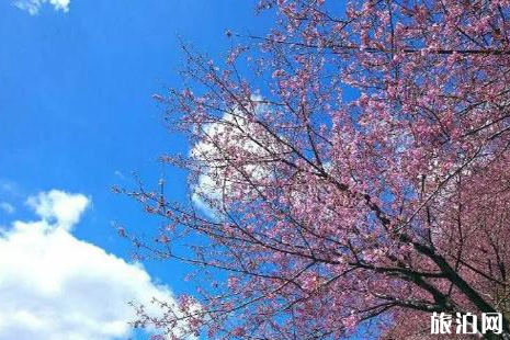 2019清遠賞花攻略春季推薦