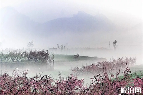 2019泰安近期賞花活動 桃花節+郁金香展