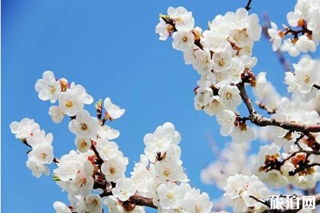 2019伊犁杏花節(jié)什么時(shí)候+地點(diǎn)+活動(dòng)攻略
