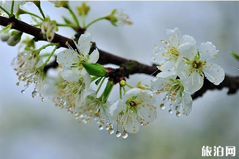 貴州沿河第十屆李花節3月23日開啟