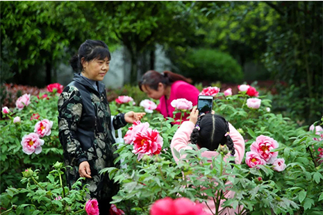 2019什邡丹景山牡丹花節3月27日至5月12日 附活動信息