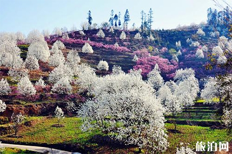 2019威縣花海馬拉松 附交通指南+物品領(lǐng)取+交通管制