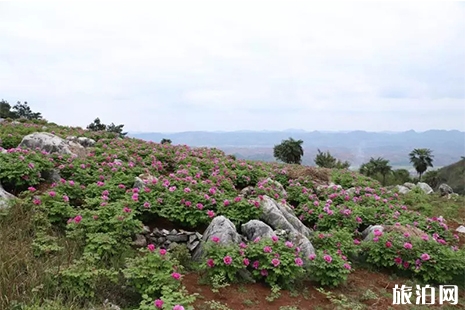 2019常寧西嶺五門牡丹花節4月6日開啟 交通攻略+最佳賞花點