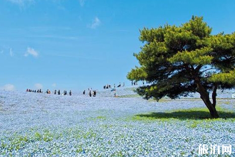 國營常陸海濱公園怎么樣 國營常陸海濱公園粉蝶花攻略