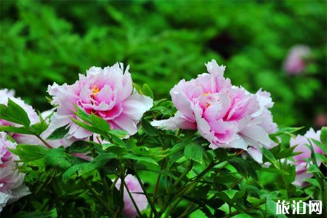 2019洛陽牡丹花節開幕式交通管制信息