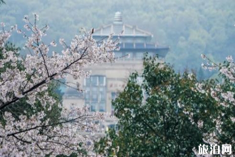 2019武漢賞櫻一日游攻略