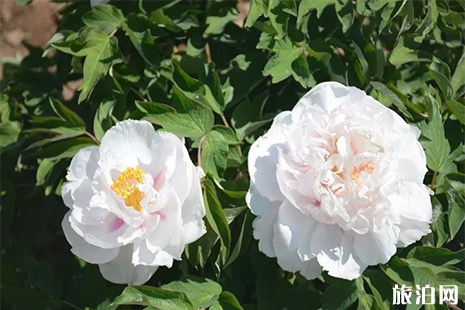 2019潼關牡丹花節4月12日開啟