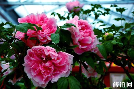 2019棗莊薛國百花園牡丹花節4月13日開啟