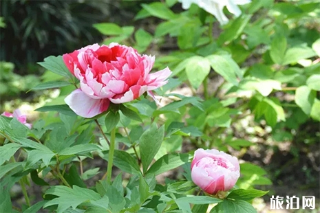 2019上海松江牡丹花節4月10日開啟