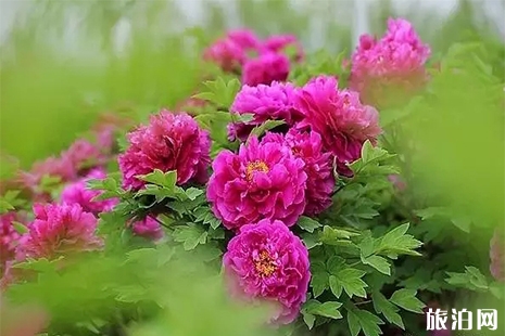 2019南京溧水牡丹花節4月12日開啟