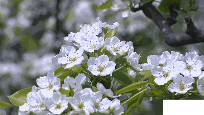 2019枹罕山莊梨花節時間+地點+活動攻略