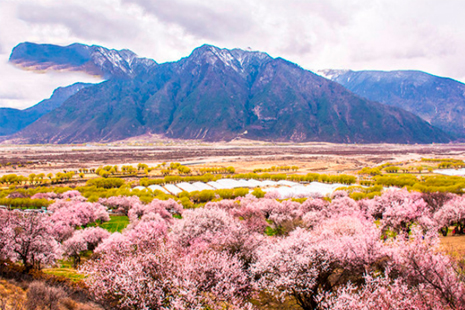 五一去林芝還有桃花嗎 2019年林芝墨脫地震影響旅行嗎