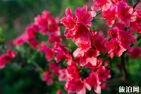 2019廣東清遠金子山杜鵑花 杜鵑花節活動內容