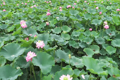 上海海灣森林公園2019荷花節(jié)時(shí)間+門票+交通