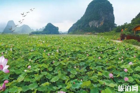 2019英德九龍峰林小鎮(zhèn)荷花節(jié)活動(dòng)攻略