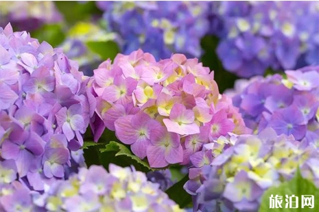 2019京都紫陽(yáng)花什么時(shí)候開(kāi) 京都六月紫陽(yáng)花觀賞攻略