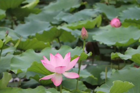 2019深圳洪湖公園荷花幾月份開(kāi)