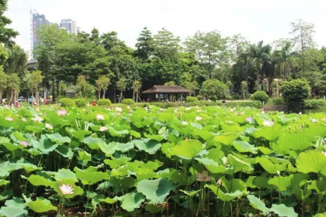 2019廣州荷花觀賞地點(diǎn)推薦+花期