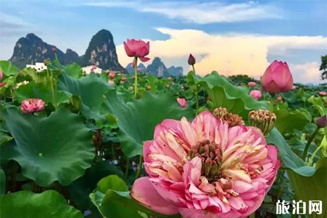 百朋荷花什么時(shí)候開(kāi) 附賞花攻略