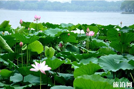 2019濟(jì)南大明湖荷花開(kāi)了嗎 附觀賞指南