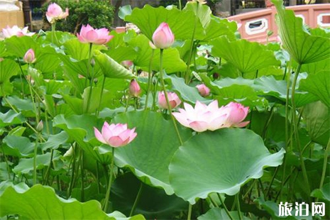 2019澳門荷花節(jié) 附活動(dòng)信息