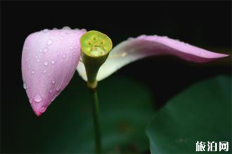 2019澳門荷花節(jié) 花展信息+時(shí)間+地點(diǎn)