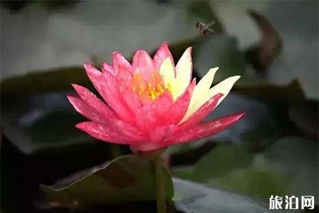 2019貴港荷花展 最佳觀賞點(diǎn)+活動(dòng)信息