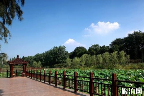 荊州明月公園的荷花開(kāi)了嗎