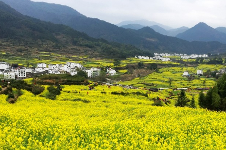 2019婺源江嶺景區門票價格+注意事項