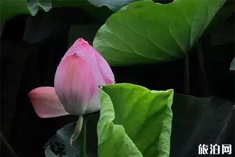 樂(lè)山賞荷花的地方