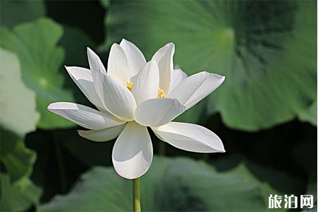 韶關(guān)賞荷花的地方盤點(diǎn)