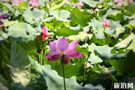 2019西湖荷花什么時(shí)候開(kāi)花 西湖荷花哪里好看