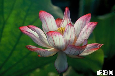 2019山西荷花開(kāi)的地方都有哪些