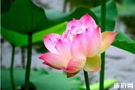 濮陽(yáng)看荷花去哪里+交通