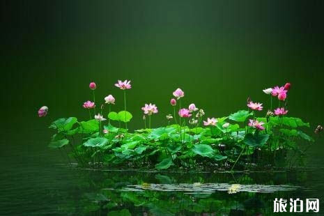 2019北京荷花幾月開(kāi)+地址+開(kāi)放時(shí)間+門票