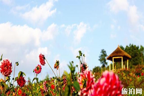 2019廣安五華山大麗花旅游節(jié)6月15日開啟