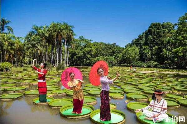 2019西雙版納熱帶植物園賞蓮月活動攻略