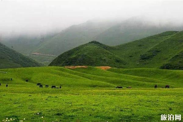 隴南草原旅游景點推薦