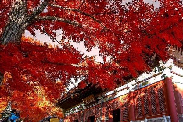 北京紅螺寺楓紅葉最佳觀賞時(shí)間+游玩路線+交通指南