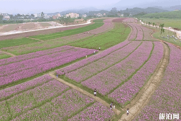 惠州秋天去哪里旅游+景點攻略