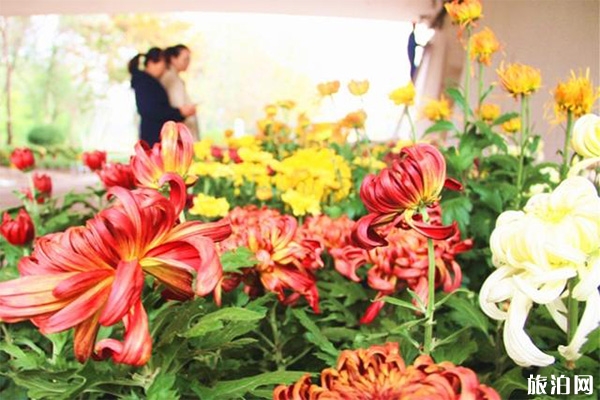 2019德州錦繡川景區菊花展11月1日開啟
