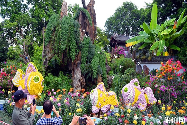 2019福州西湖公園菊花展持續到11月24日