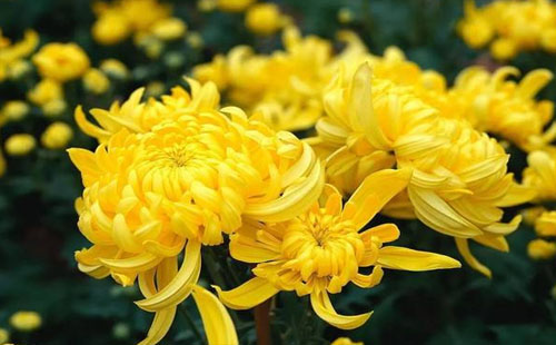 11月1日-3日上海第十八屆華亭鎮菊花盆景展活動詳情