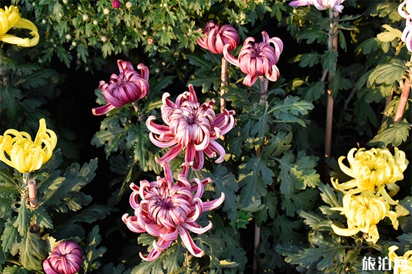 2019北京世界花卉大觀園菊花展11月3日開啟