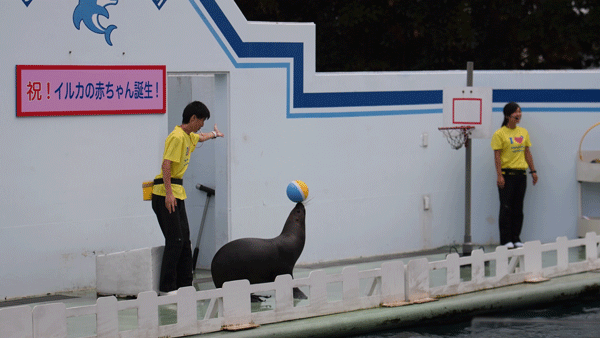 品川水族館游玩攻略 品川水族館有什么好玩的項(xiàng)目 品川水族館游玩攻略 品川水族館有什么好玩的項(xiàng)目