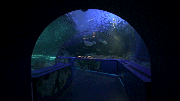 品川水族館游玩攻略 品川水族館有什么好玩的項(xiàng)目 品川水族館游玩攻略 品川水族館有什么好玩的項(xiàng)目