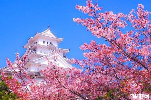 2020日本櫻花季預測 2020日本櫻花最佳觀賞地點推薦