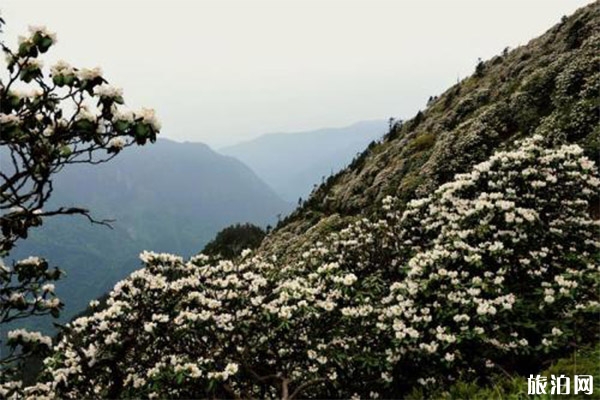 蘆山大川河旅游景區